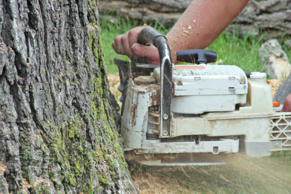 tree felling arbworks tree surgeons bolton